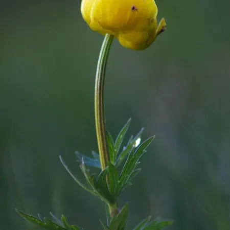 Les Cascades Appartamento Le Mont-Dore