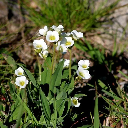 Appartamento Les Cascades *