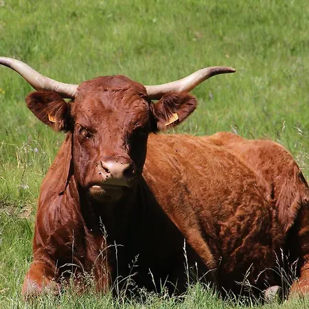 Les Cascades Appartamento