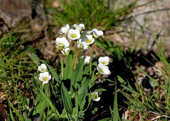 Apartment Les Cascades *