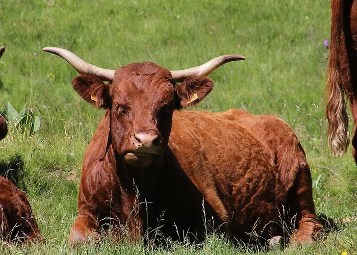 Les Cascades Apartment