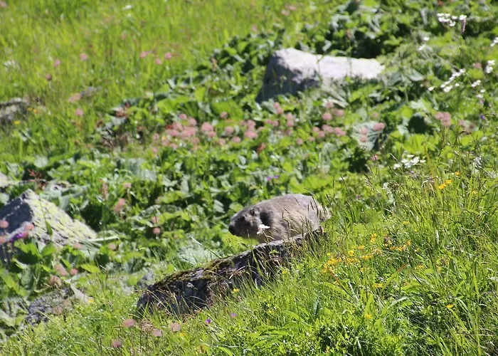 Les Cascades * Le Mont-Dore